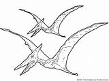 Pterosaur sketch template
