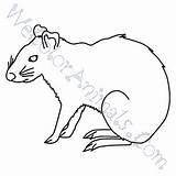Agouti Coloring Pages Click sketch template