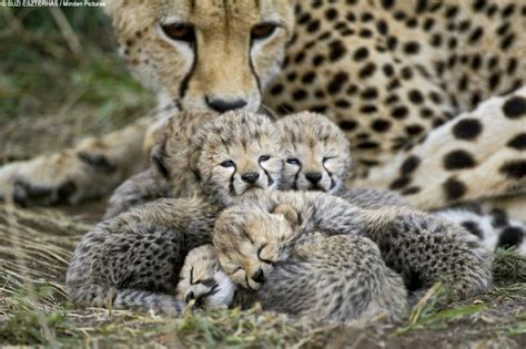 unique animals blogs cheetahs cubs tigers cubbs pics cub