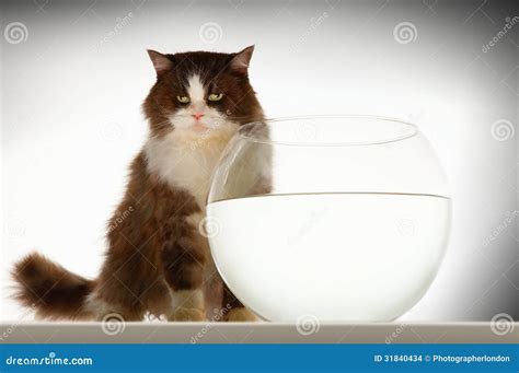 cat sitting  empty fishbowl stock photo image  remorse length