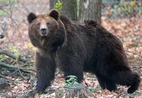 10 Facts About Brown Bears Help For Bears Topics