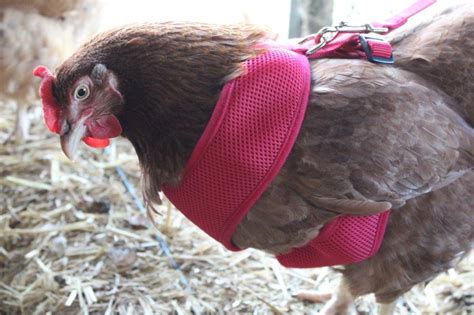 Chicken Harness Cackle Hatchery®