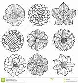 Flowers Drawn Hand Vector Flower Collection Drawing Dreamstime Stock Floral Designs Royalty Vintage Pattern Drawings sketch template