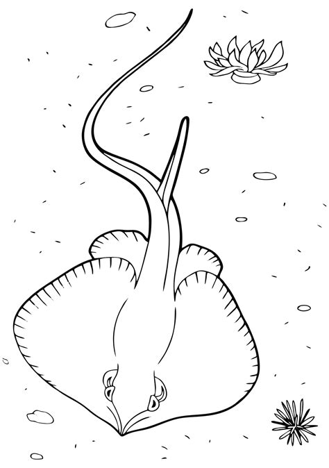 stingray coloring pages printable  printable coloring pages