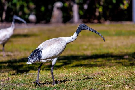 australian white ibis  photo  freeimages