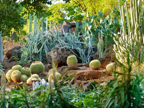 cactus gardens   world