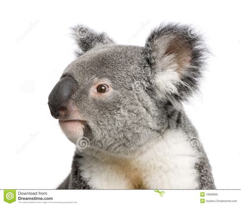 koala bears  front   white background royalty