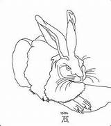 Durer Albrecht Rabbit Hare Paint Enchantedlearning Di Grundschule Coloring Color Kunst sketch template