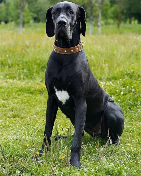 great dane interesting facts     page   paws