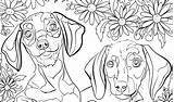Coloring Fluffy Pages Dog Getcolorings Animal sketch template