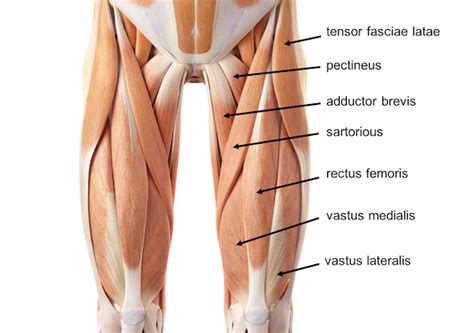 groin strain