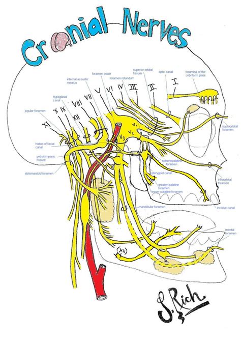 cranial nerve drawing  getdrawings