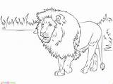 Singa Printable Mewarnai Lions Colorare Leone Lew Disegni Marimewarnai Supercoloring Africano Paud Tk Leoni Wspaniały Outline Drukuj Animals Imprimé Fois sketch template