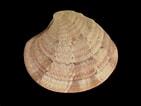 Afbeeldingsresultaten voor "clausinella Fasciata". Grootte: 141 x 106. Bron: www.marlin.ac.uk