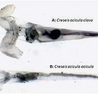 Afbeeldingsresultaten voor "creseis acicula Acicula". Grootte: 192 x 185. Bron: www.gbri.org.au