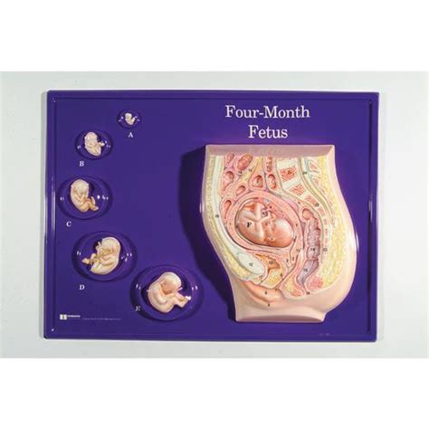 Four Month Fetus Model Activity Set 1018404 W40216