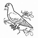 Pigeon Coloring 230px 33kb sketch template