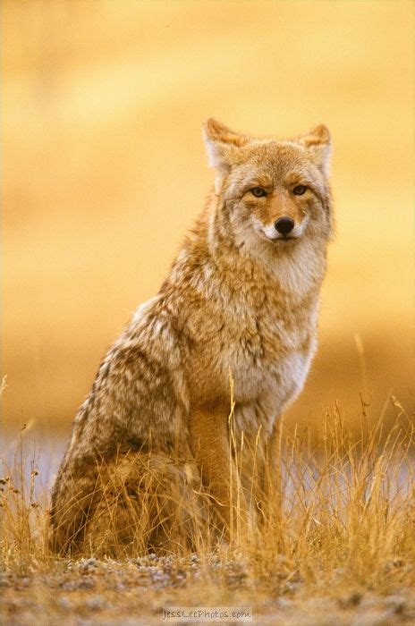 autumn coyote photo coyote animal wild dogs animals wild