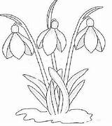 Snowdrop Flower Drawings sketch template