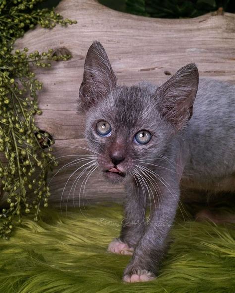 Lykoi Is A Brand New Breed Of Felines Known As Werewolf Cats In 2020