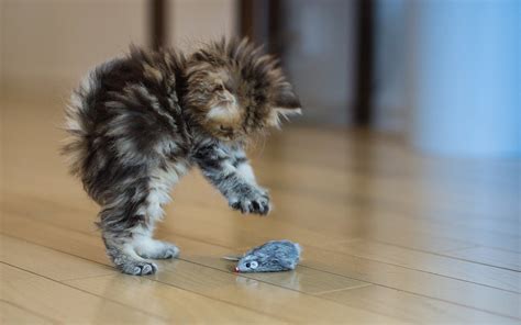 Cat Kitten Fear Situatsyya Toys Mouse Sex Grey Furry Hd