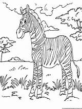 Zebra Printable Mewarnai Bokito Buku Zoo Colouring Library Coloringpage Zebras sketch template