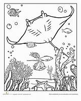 Coloring Ray Manta Pages Sheets Ocean Sea Worksheets Colouring Underwater Worksheet Fish Coral Color Animal Crafts Aquarium Books Kindergarten Education sketch template