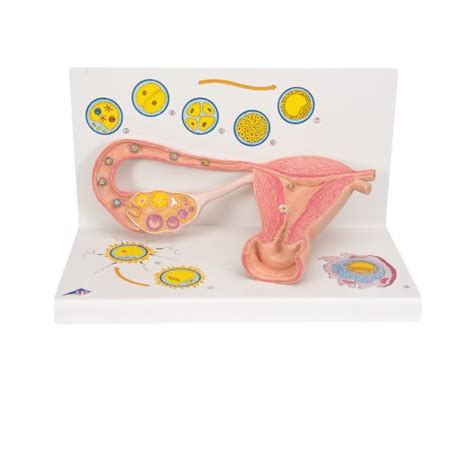 ovaries and fallopian tubes model 3b scientific 1000320 l01