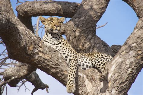 ngala safari   dangerous animals  africa  journey