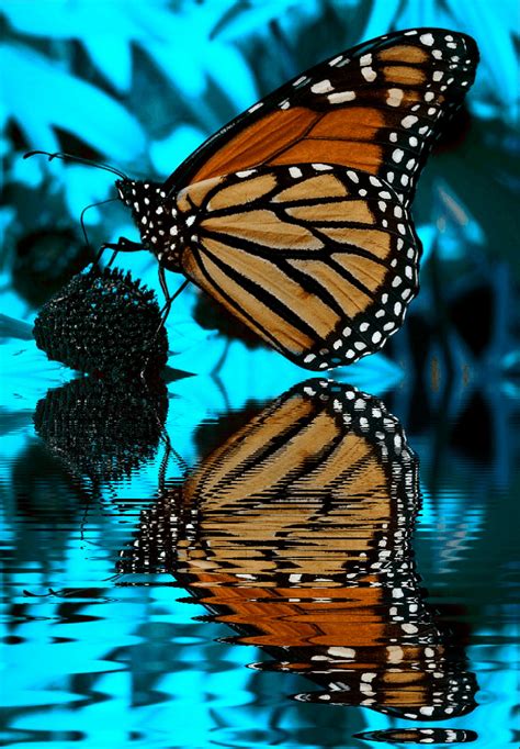 Good Morning Friends Butterfly  Reflection