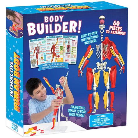 amazing toys interactive human body fully poseable anatomy figure