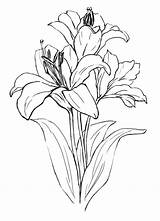 Stargazer Lilies sketch template