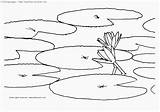 Coloring Lilies Miracle sketch template