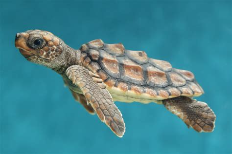 baby sea turtle rphotoshopbattles