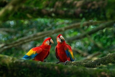The Westerner Did Native Americans Breed Parrots In New
