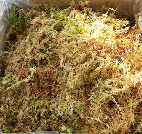 sphagnum moss ideal  hanging baskets kg