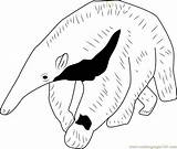 Anteater Young Coloringpages101 Kids sketch template