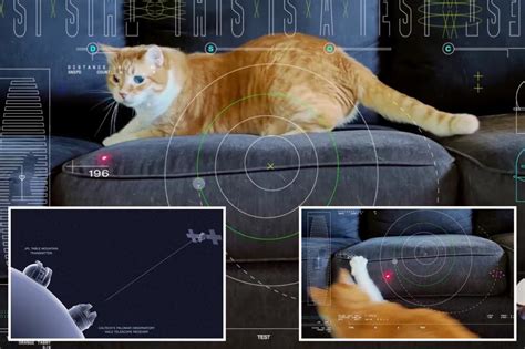 Nasa Lasers Video Of Cat Named Taters 19 Million Miles From Deep Space