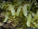 Afbeeldingsresultaten voor "icosaspis Serrulata". Grootte: 129 x 100. Bron: www.hippocampus-bildarchiv.com