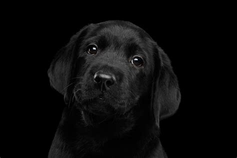 ways  celebrate national black dog day animal care center