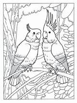 Papagei Ausmalbilder Kinder Drucken Malvorlage sketch template