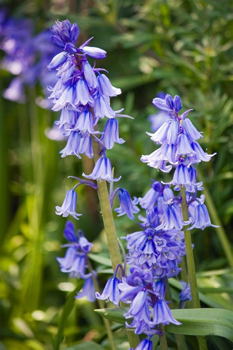 bluebell flowers  stock photo public domain pictures