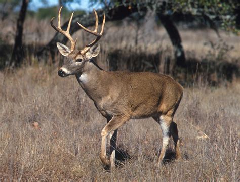 filewhite tailed deerjpg wikipedia