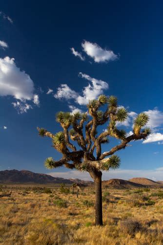 naked pd joshua tree national park