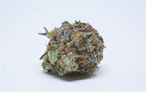 purple og kush strain  marijuana weed cannabis herb