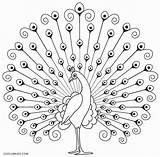 Peacock Coloring Pages Printable Kids Drawing Birds Cool2bkids Indian Craft Peacocks Drawings Outline Line Simple Pic Embroidery Sketch Feathers Choose sketch template