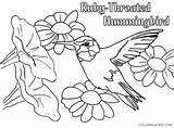 Coloring4free Hummingbird sketch template