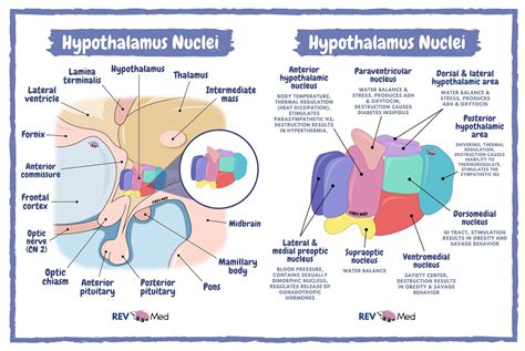 hypothalamus anatomy  hypothalamic nuclei anterior grepmed