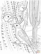Cactus Coloring Pages Saguaro Printable Wren Kids Nest Birds Color Drawing Supercoloring Desert Choose Board Bird sketch template
