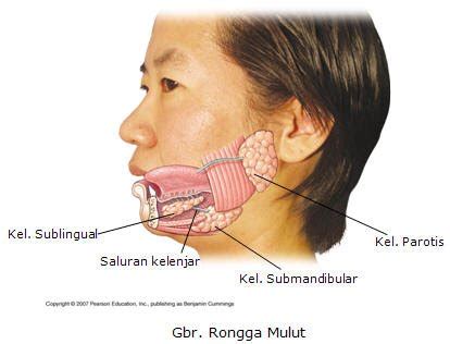sistem pencernaan rongga mulut